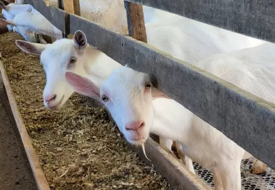 Foto de cabras se alimentando no cocho