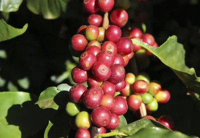 Galho de café carregado de grãos vermelhos