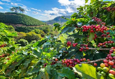 Lavouras de café no Sul de Minas