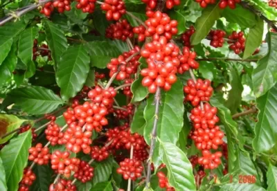 Foto mostra pé de café carregado com fruto maduro