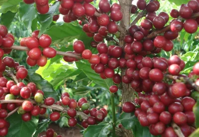 Foto mostra pé de café carregado de frutos