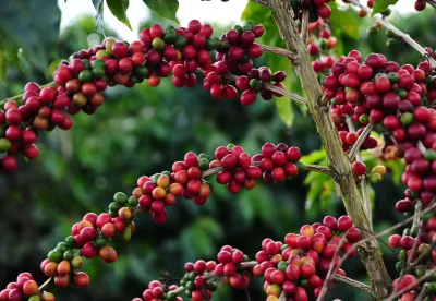 Crédito (foto): Divulgação/Emater