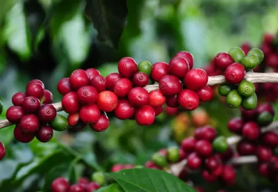 Foto mostra grãos de café no pé