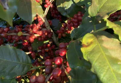 Foto mostra pé de café carregado com fruto maduro