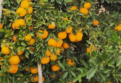 Foto mostra pé carregado de tangerina ponkan