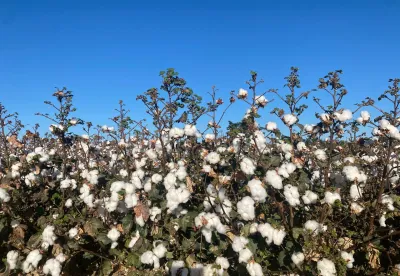 algodão