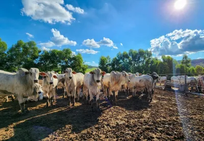 Foto de gado da raça Nelore sob o céu azul