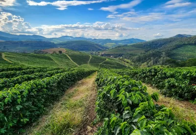 Foto de lavoura de café