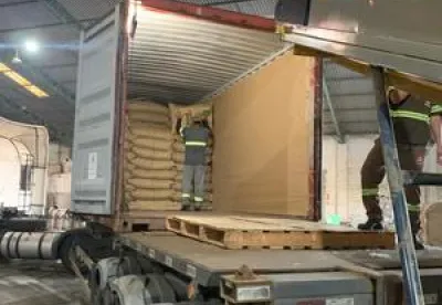 Foto mostra lote de café sendo preparado para exportação