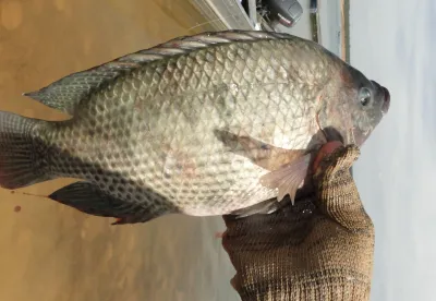 tilapia