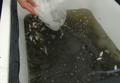 Caixa para criação de peixes