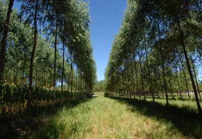Crédito (foto): Divulgação/Seapa MG