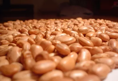 Foto mostra grãos de feijão