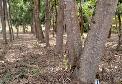 Crédito: Flávio Pereira da Silva/Epamig