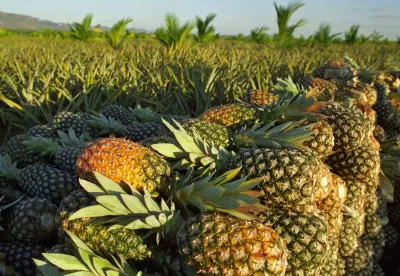 Foto mostra abacaxis maduros em detalhe