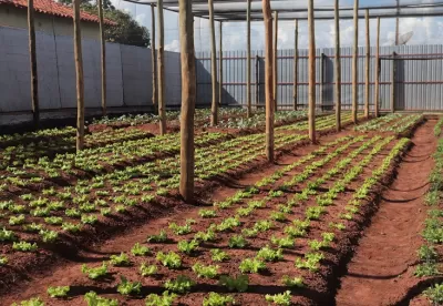 Foto mostra os canteiros da horta solidária