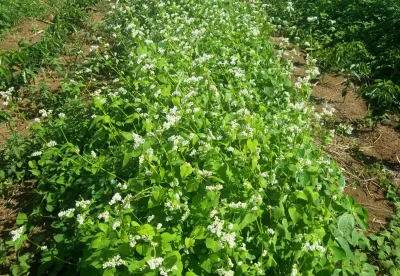 Plantação saudável, florida