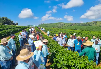 imagens mostra pessoas em meio a pés de café
