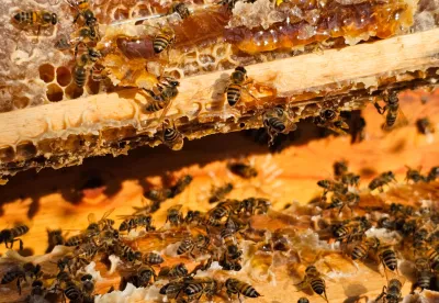 abelhas fabricando mel