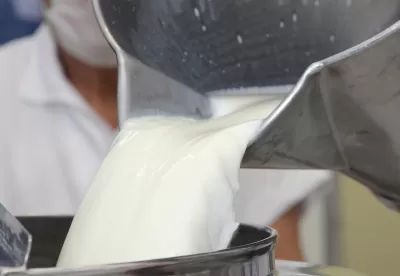 Foto mostra detalhe de balde de leite após ordenha