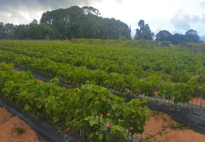 Mudas de videira em crescimento