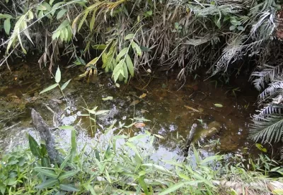 Detalhe de nascente conservada