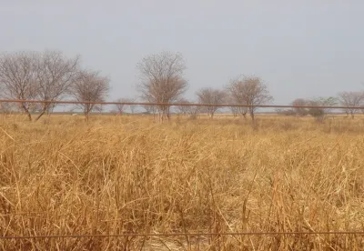 Foto mostra pastagem seca