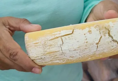 Foto mostra Queijo Minas Artesanal fora do padrão comercial, que é usado na fabricação de requeijão