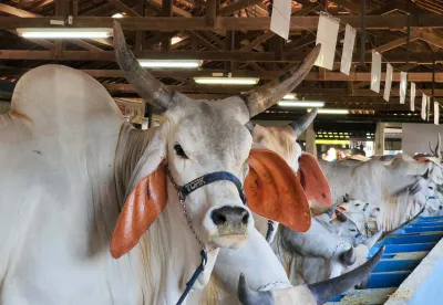 Foto mostra rebanho de Guzerá