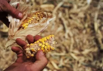 Imagem de milho no período da seca.