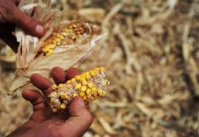 a imagem mostra duas espigas de milho secas