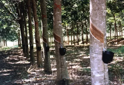 Seringal com a coleta do látex em detalhe