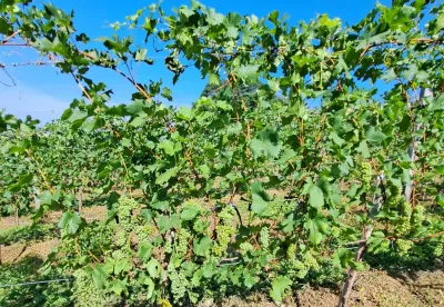 Foto de parreira de uvas