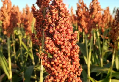 sorgo