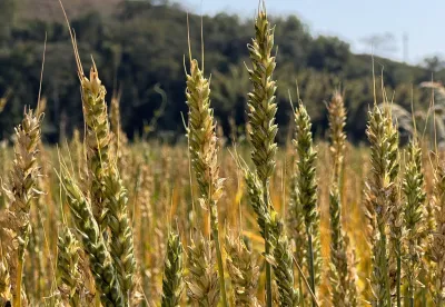 Foto: Maria Teresa Corrêa