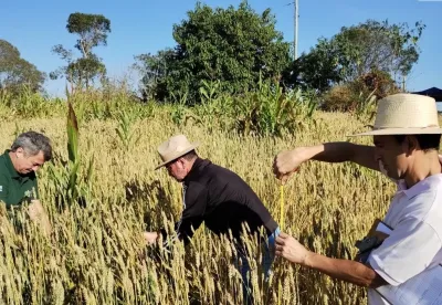 Foto de três pessoas em meio a uma lavoura de trigo