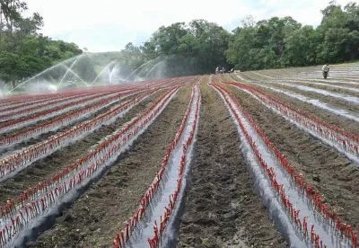 Viveiro de mudas enxertadas de videiras