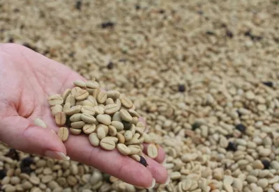 Uma mão segurando grãos de café