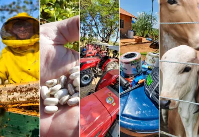mosaico com fotos de apicultura, feijão, máquinas agrícolas, kit irrigação e gado
