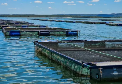 Produção de tilápias na represa de Três Marias