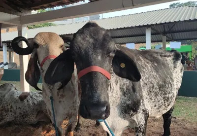 Ao verificar os animais com sinais clínicos, a recomendação é procurar a unidade mais próxima do IMA