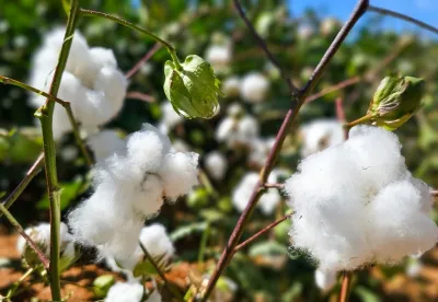 A produção algodoeira no Norte de Minas, que tem vocação com esse cultivo, está sendo retomada