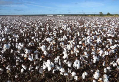 Ações de defesa fitossanitária, aliadas ao cadastro das propriedades no IMA, contribuem para o fortalecimento do setor