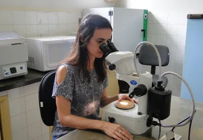 Estudos estão na etapa final. Nova variedade apresenta sabor mais agradável ao paladar brasileiro e promete beneficiar produtores rurais