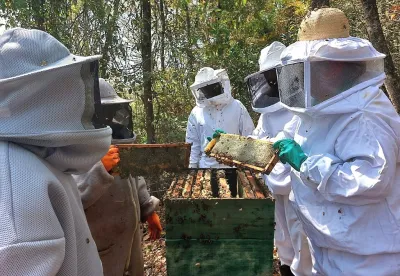 A cartilha apresenta informações básicas e técnicas para quem deseja iniciar ou aperfeiçoar a criação de abelhas