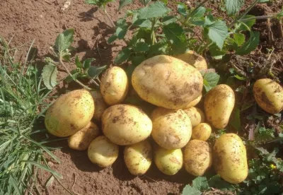 A viabilidade do cultivo da batata em Juiz de Fora e região se deve ao clima e à altitude favoráveis