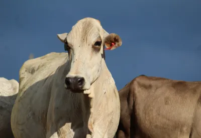 Foto mostra boi de corte em detalhe