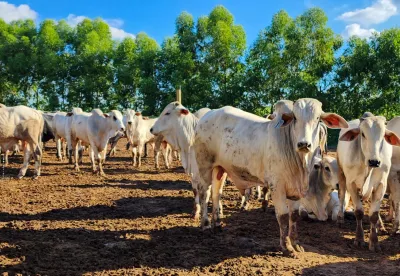 Minas Gerais tem o quarto maior rebanho bovino do país e lidera a produção de leite