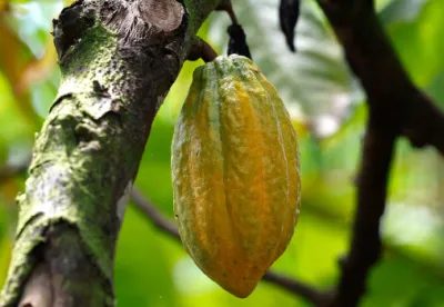 O plantio de cacau em Minas Gerais se concentra no Norte de Minas e o município de Jaíba lidera o cultivo