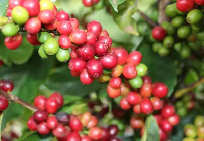 Crédito (foto): Divulgação/Seapa